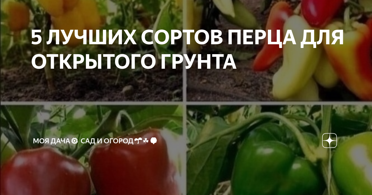 Лучшие сорта перцев для ленинградской области в открытом грунте