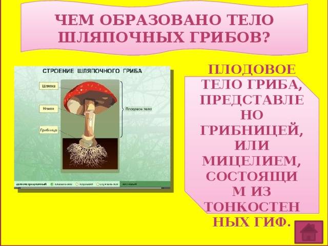 Грибы