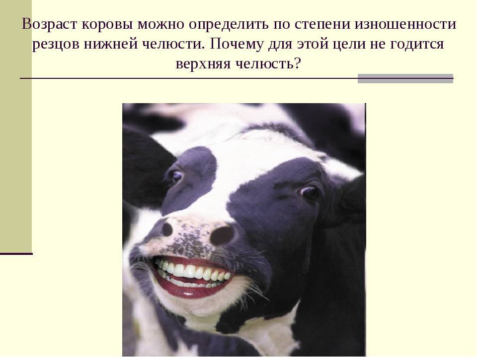 Сколько лет живут коровы разных пород и средние показатели продолжительности жизни