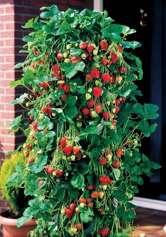 Вьющаяся клубника: описание ремонтантного сорта гроздевой ягоды, выращивание и уход