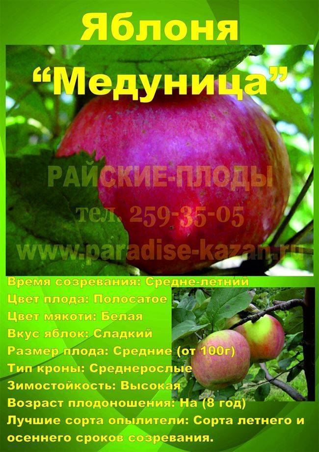 Яблоко медуница фото и описание