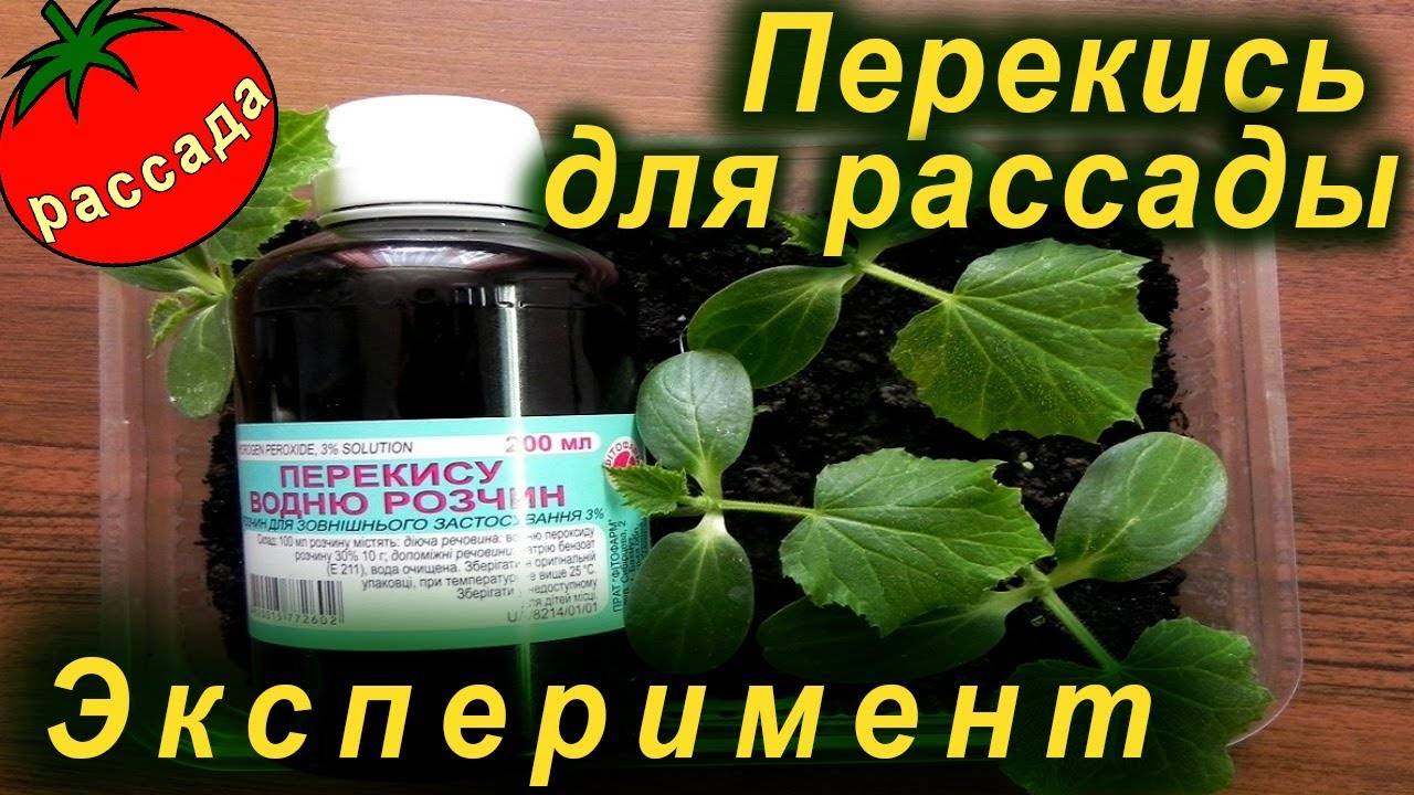Как подкормить рассаду перца перекисью водорода