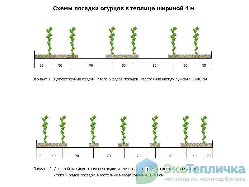 Схема посадки помидор в теплице из поликарбоната
