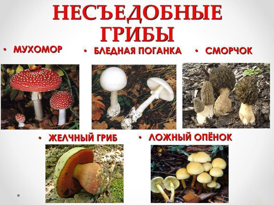 Грибы приморского края - фото съедобных и несъедобных видов