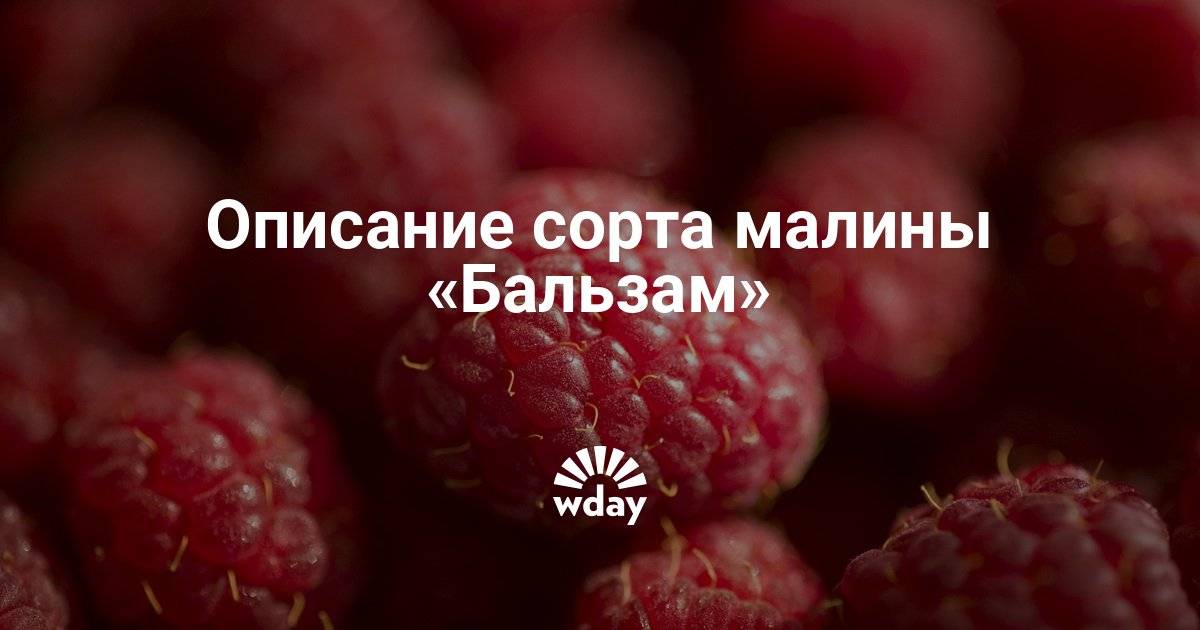 Малина сорт бальзам отзывы. Малина сорт бальзам. Малина бальзам описание сорта фото. Малина бальзам описание. Малина красная бальзам описание сорта.