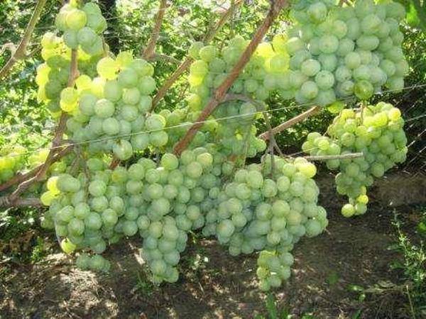 Виноград валек - раннеспелый, вкусный сорт без косточек