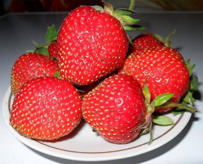 Клубника эльсанта — идеальный сорт сладкой ягоды