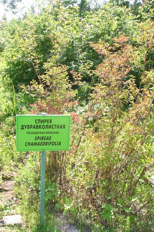 Виды и сорта спиреи с фото и описанием