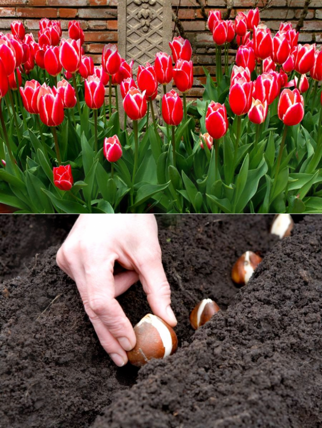 Секреты осенней посадки луковиц тюльпанов