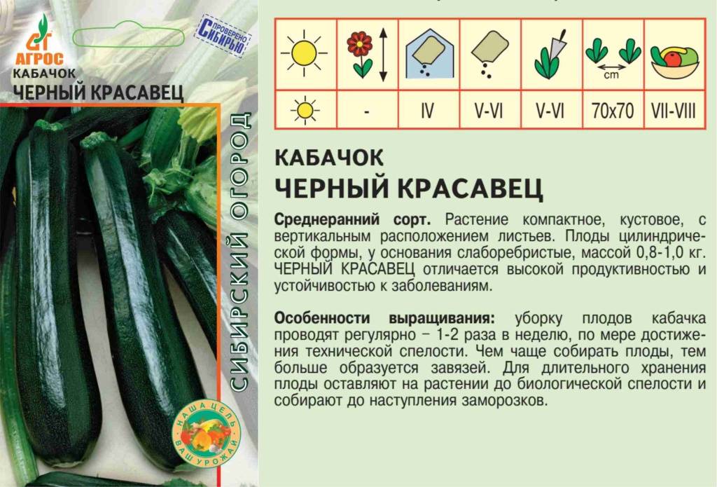 Черный красавец – неприхотливый кабачок-цуккини с отличной урожайностью: характеристики, свойства, методы