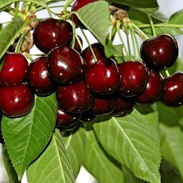 Черешня крупноплодная - описание сорта, фото, отзывы, характеристики ягоды, как посадить и ухаживать