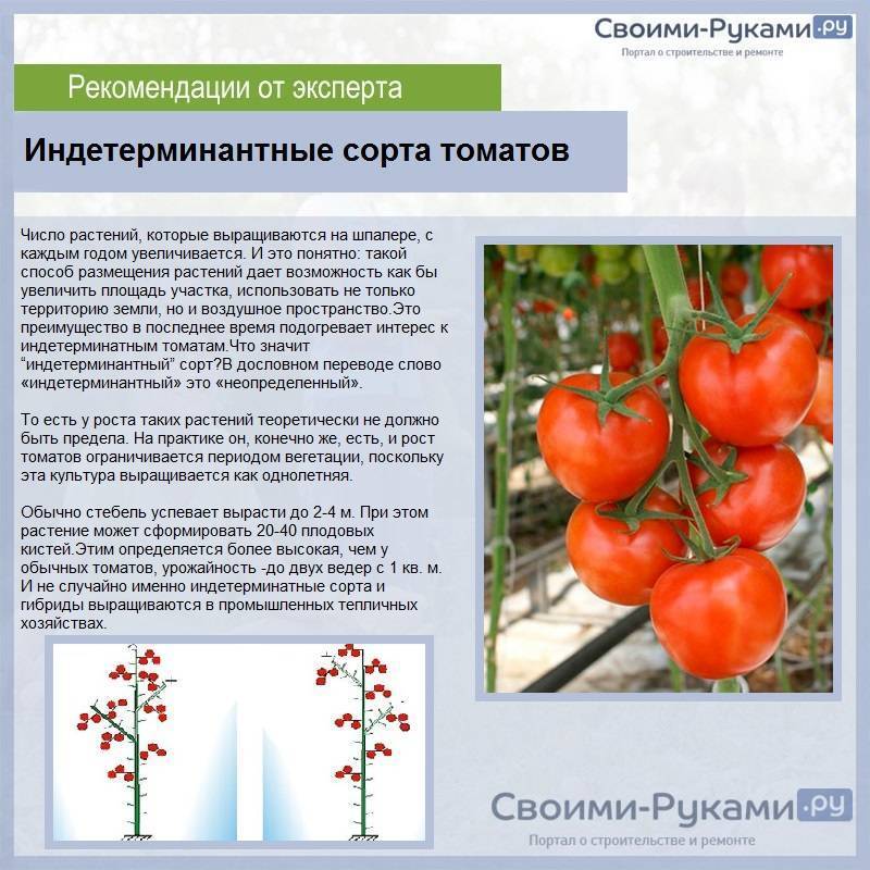 Детерминантный и индетерминантный сорт томатов, разница