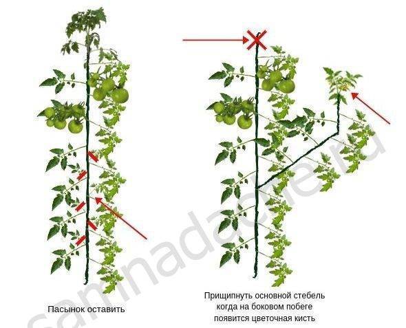 Пасынок под первой цветочной кистью картинка