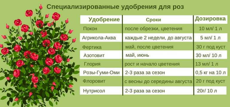 Уход за хвойниками весной: чем подкормить и как обработать от вредителей и болезней