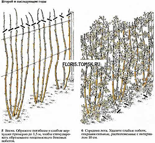 Секреты большого урожая: правильная обрезка малины осенью для начинающих (в картинках)
