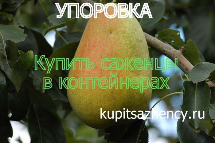 Груша "верная": подробное описание сорта, посадка, уход и фото