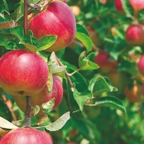 Яблоня малиновка декоративная - сорт суйслепское, описание яблок