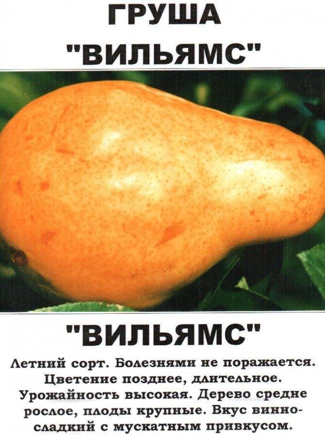 Груша с известным именем дюшес. внешние признаки, плюсы, минусы, агротехнические рекомендации