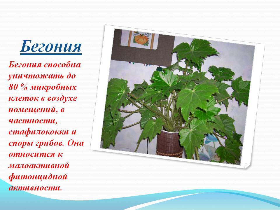 Бегония: выращивание в домашних условиях