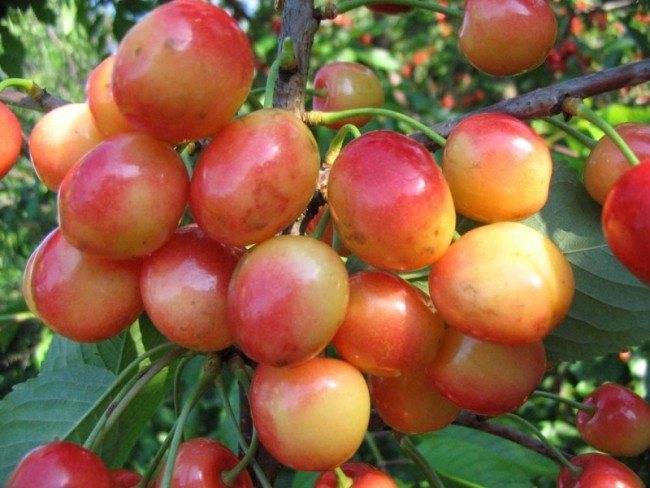 Черешня «франц иосиф»: опылители, описание сорта, фото