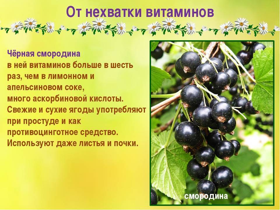 Белая смородина – витаминный бум для сладкоежек