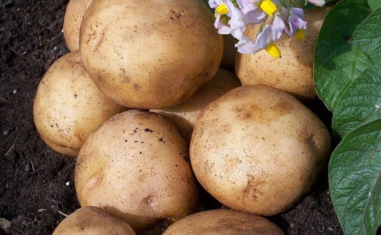 Обзор характеристик и описание сорта картофеля голубизна, выращивание и уход