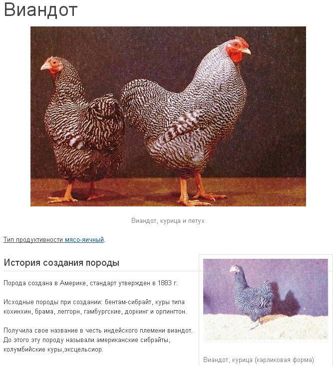 Характеристика кур Виандот