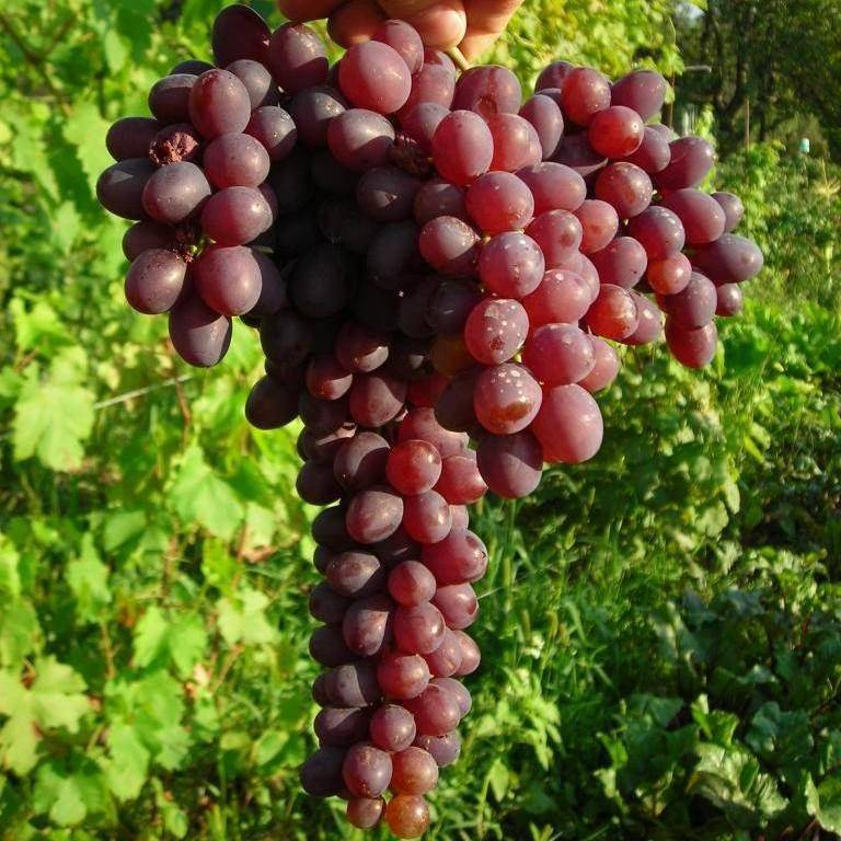 Виноград кишмиш «запорожский»: описание сорта, фото - сад и дача