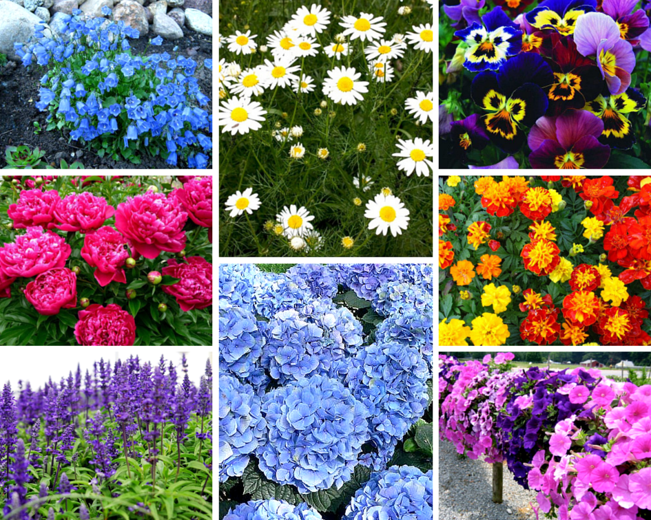 Многолетние неприхотливые садовые цветы фото с названием
