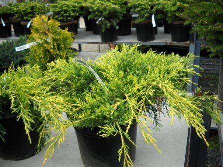 Можжевельник средний (китайский) пфитцериана компакта — juniperus media (chinensis) pfitzeriana compacta