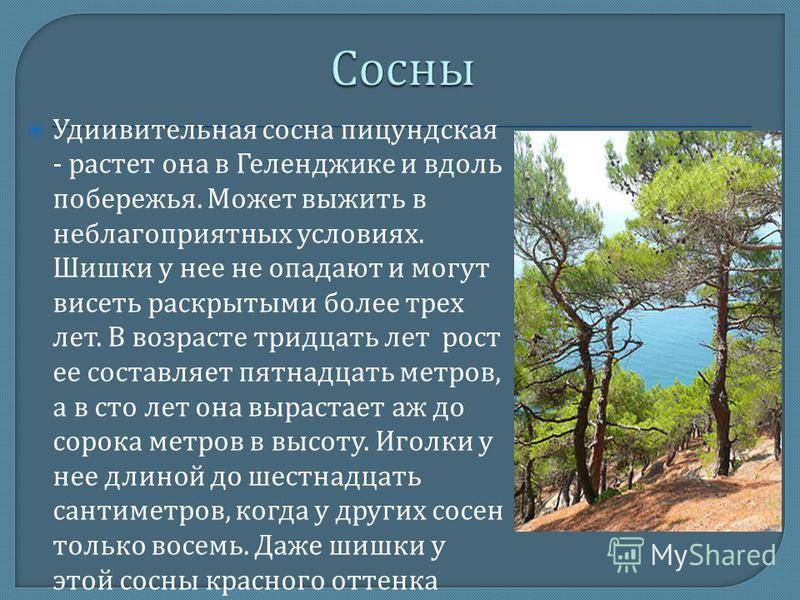 Как вырастить сосну из семян в домашних условиях, пошаговая инструкция