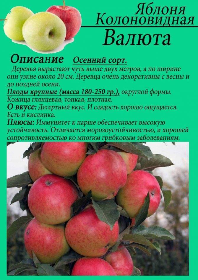 Посадка колоновидной яблони, советы когда сажать, на каком расстоянии, правильная схема