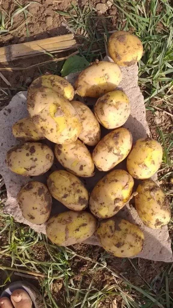 Сорт картофеля «скраб»: характеристики, особенности посадки и ухода