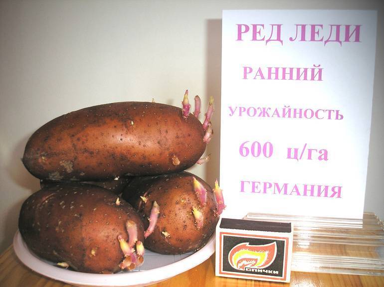 Характеристика сорта картофеля ред леди