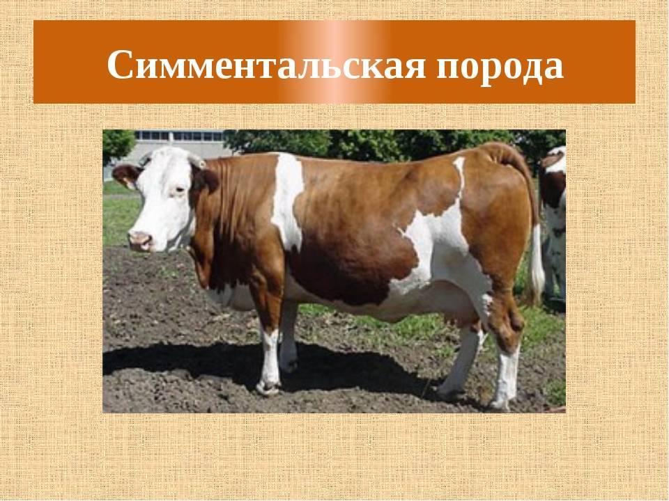 Симментальская порода коров: описание и характеристики породы