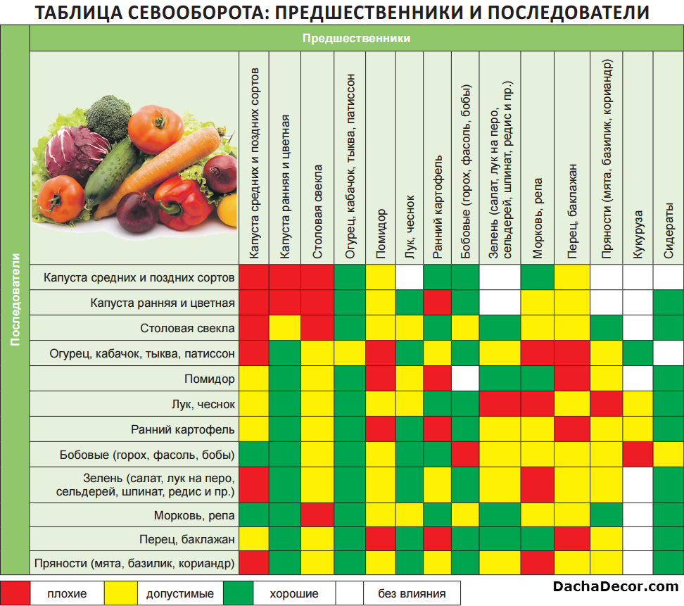 После каких овощных культур сажают клубнику