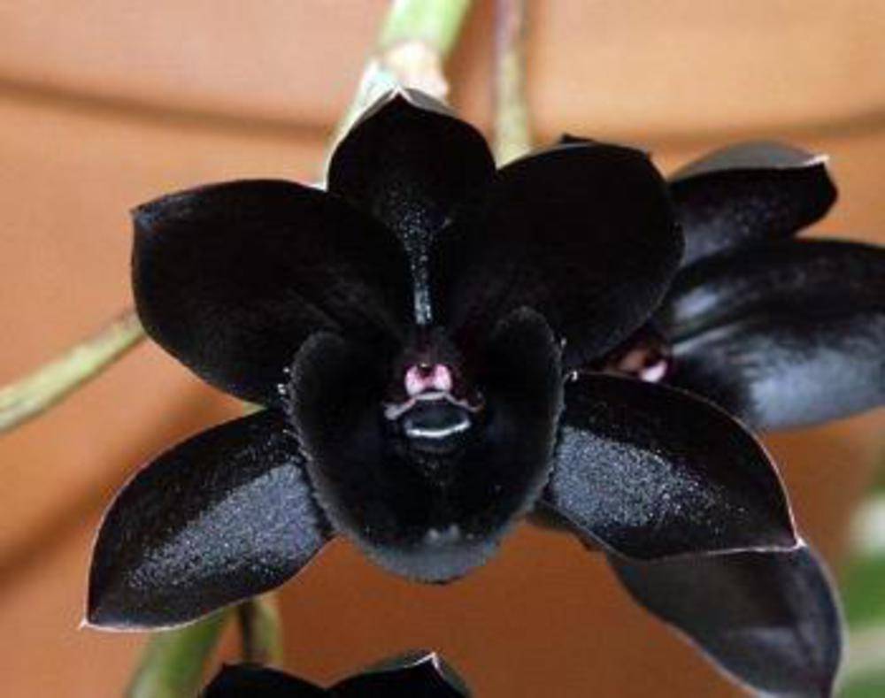 Особенности черной орхидеи: фото цветов, популярные сорта, среди которых и черный принц, выращивание растений в горшке и правила ухода за ними