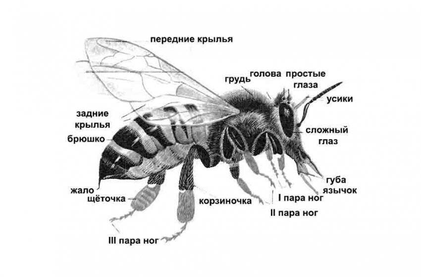 Картинка строение пчелы для детей