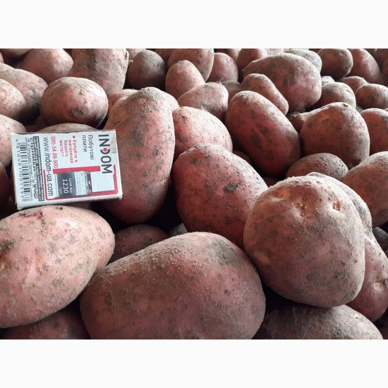 ᐉ сорт картофеля «брянский деликатес» – описание и фото - roza-zanoza.ru