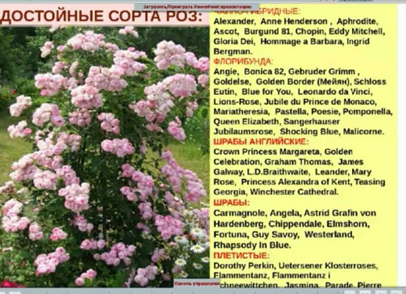 Роза флорибунда что это за сорт фото описание сорта