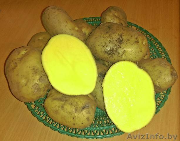 Описание картофеля джувел: подробная характеристика сорта, плюсы и минусы данного вида и нюансы выращивания, а также фото, как выглядит картошка