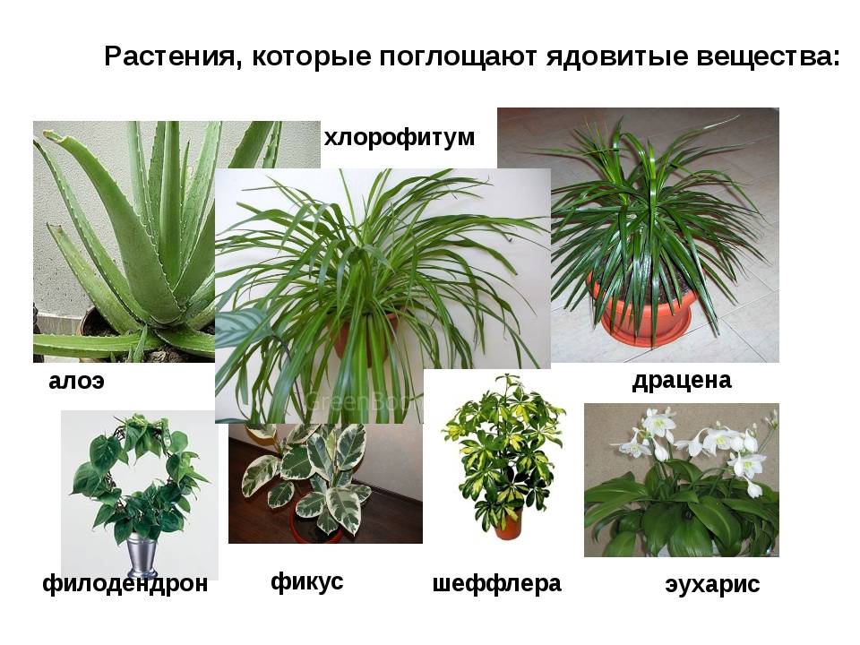 ???? комнатные домашние растения и цветы – фото и названия: выбираем красивые цветы для дома