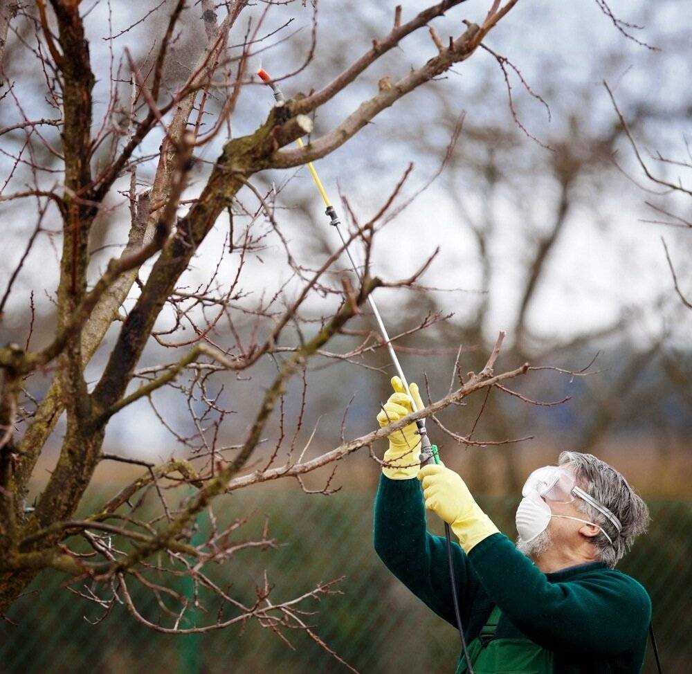 Осенняя обработка яблонь от болезней и вредителей: чем и когда опрыскивать плодовые деревья в саду