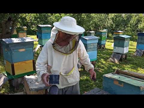 Объединение пчелиных семей — 9 вопросов и ответов