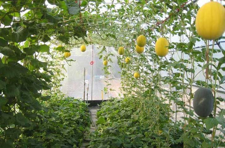 Пошаговое руководство по выращиванию арбузов в теплице: посадочная схема, советы по подкормке и уходу