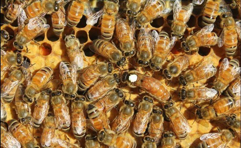 Характеристика особенностей породы пчёл карника