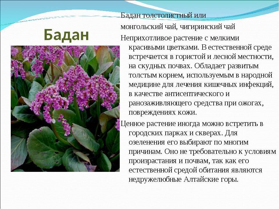 Что за цветок бадан фото и описание