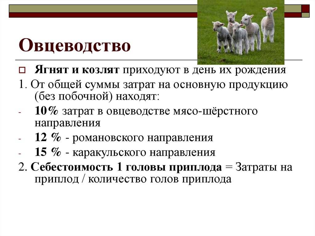 Разведение овец и баранов - бизнес-план. овцеводство как бизнес