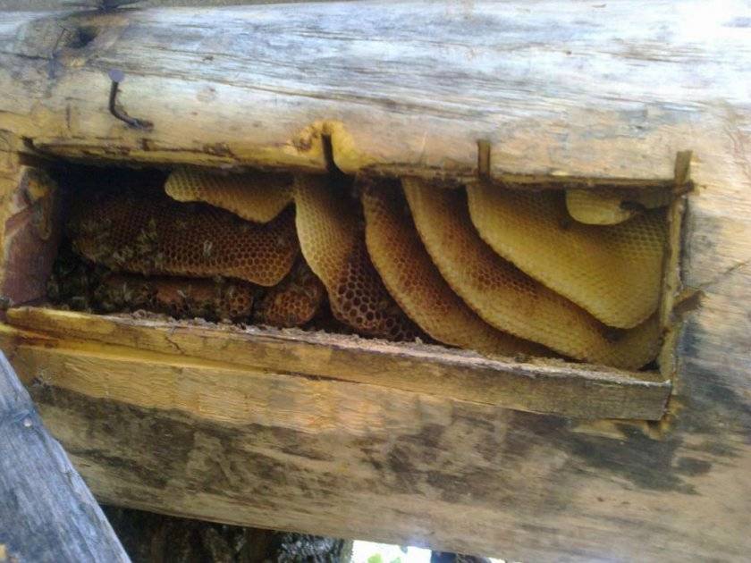 Колодное пчеловодство: изготовление колоды, содержание