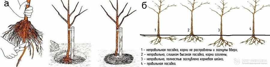 Кустовая вишня: посадка и правильная обрезка растения